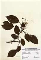 藏品(昆欄樹)的圖片